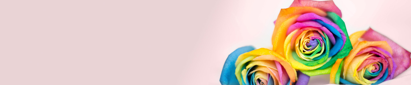 Rainbow roses