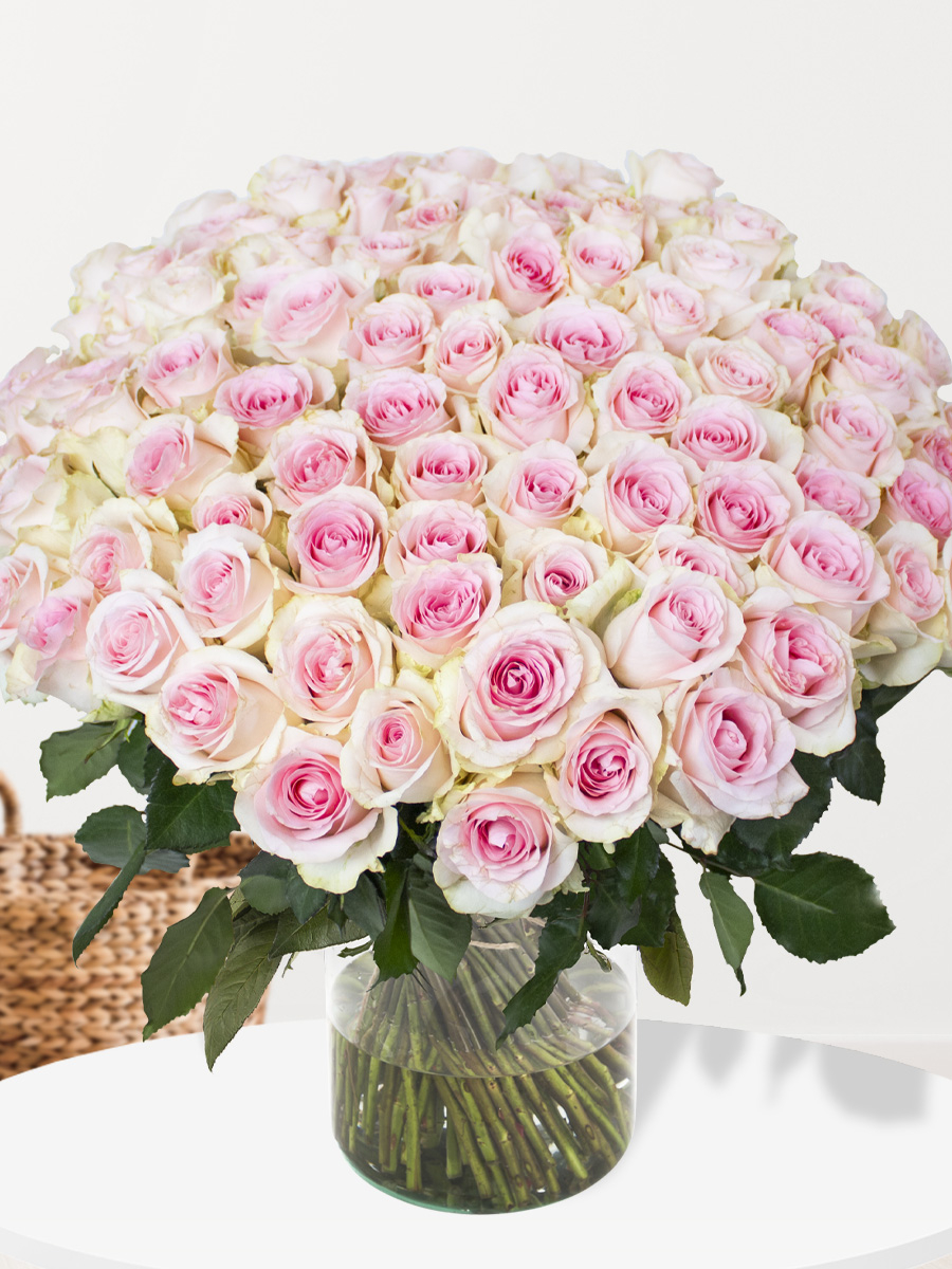 Sweet Rose ボレロ Order a bouquet of 100 soft pink roses | SURPROSE.com
