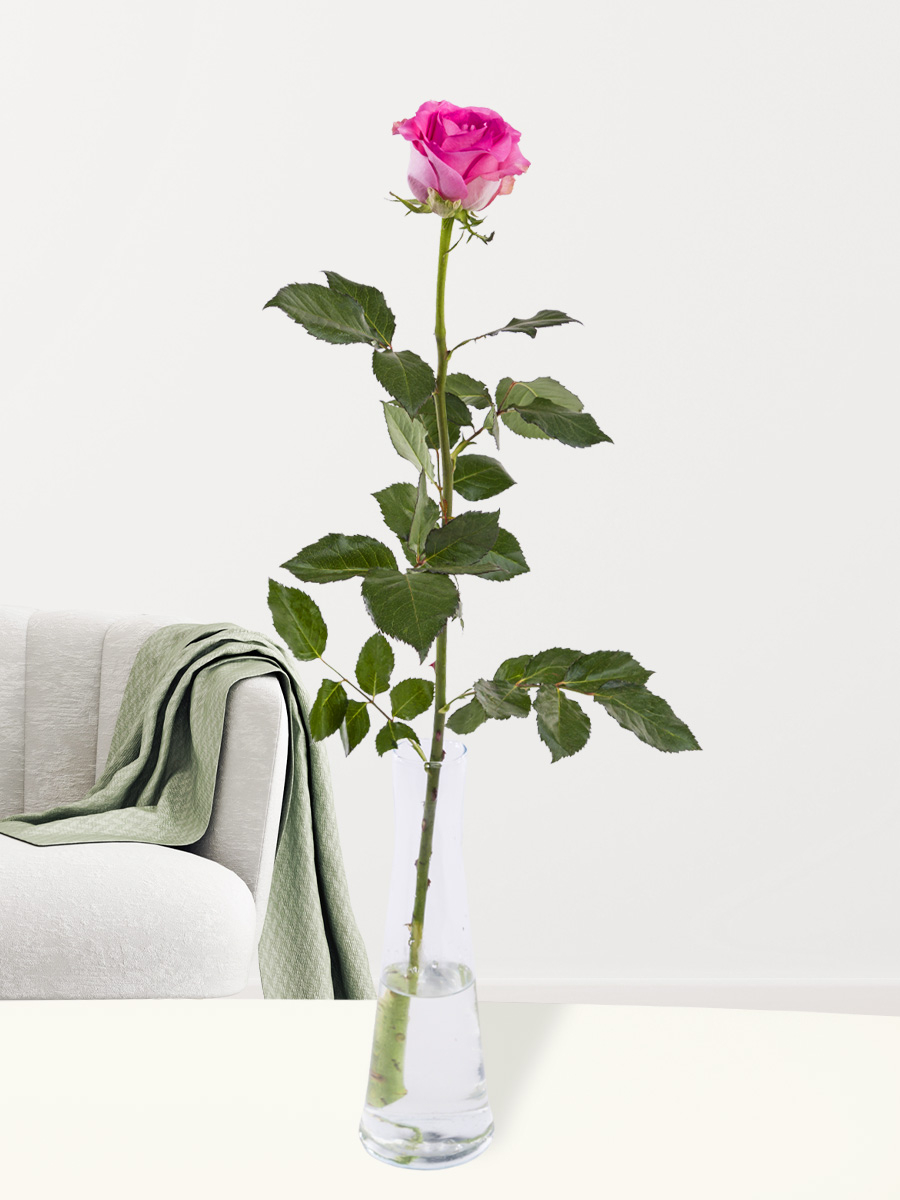 Pink rose including vase - Revival | Bright pink rose | Surprose