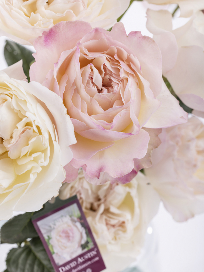 【30％OFF】 pink soft 10 roses SURPROSE.COM | Austin David - 工芸品