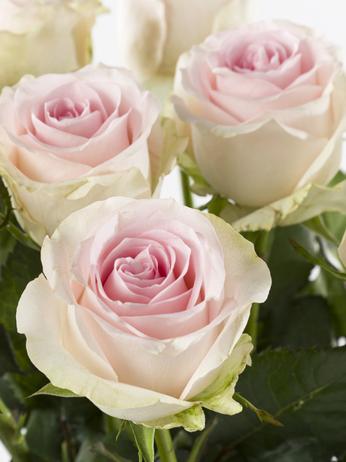 Order a bouquet of 100 soft pink roses | SURPROSE.com