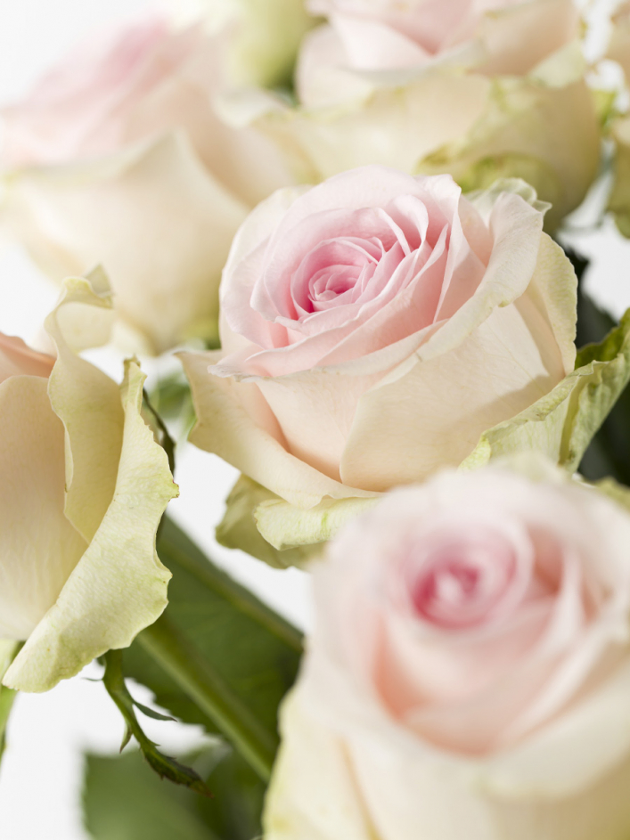 20 soft pink roses - Sweet Revival
