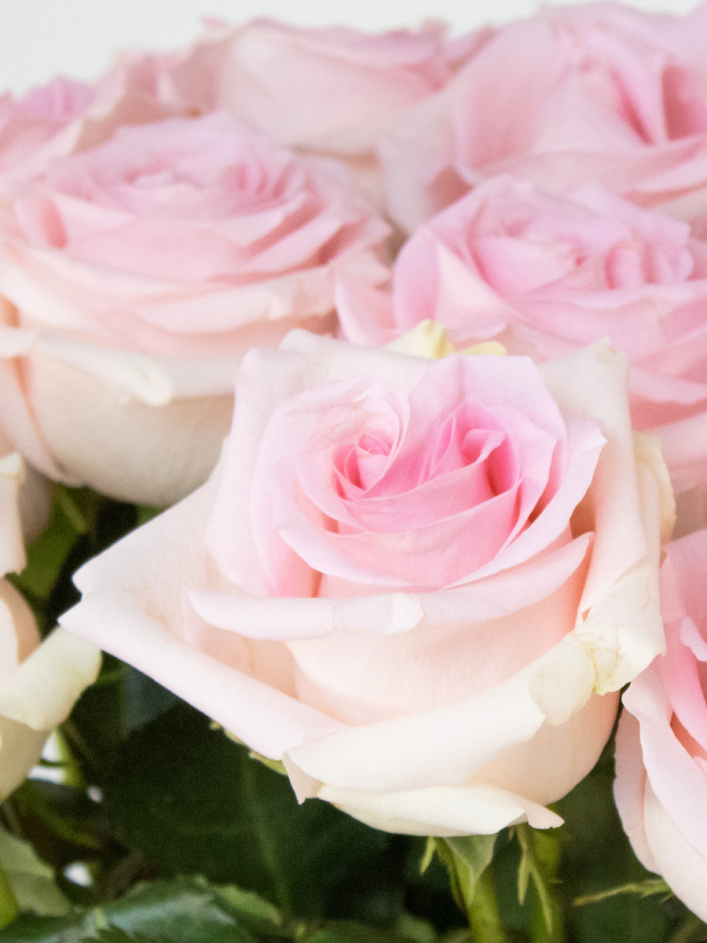 25 soft pink roses - Sweet Revival | Fresh roses | SURPROSE
