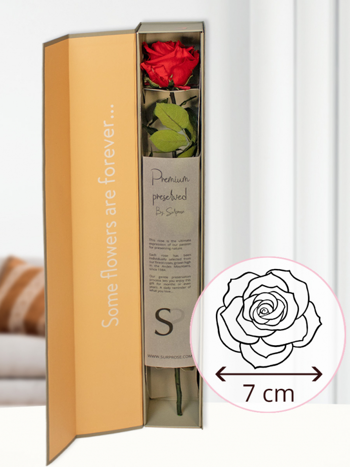 Red premium long life rose in giftbox | Preserved rose | Surprose