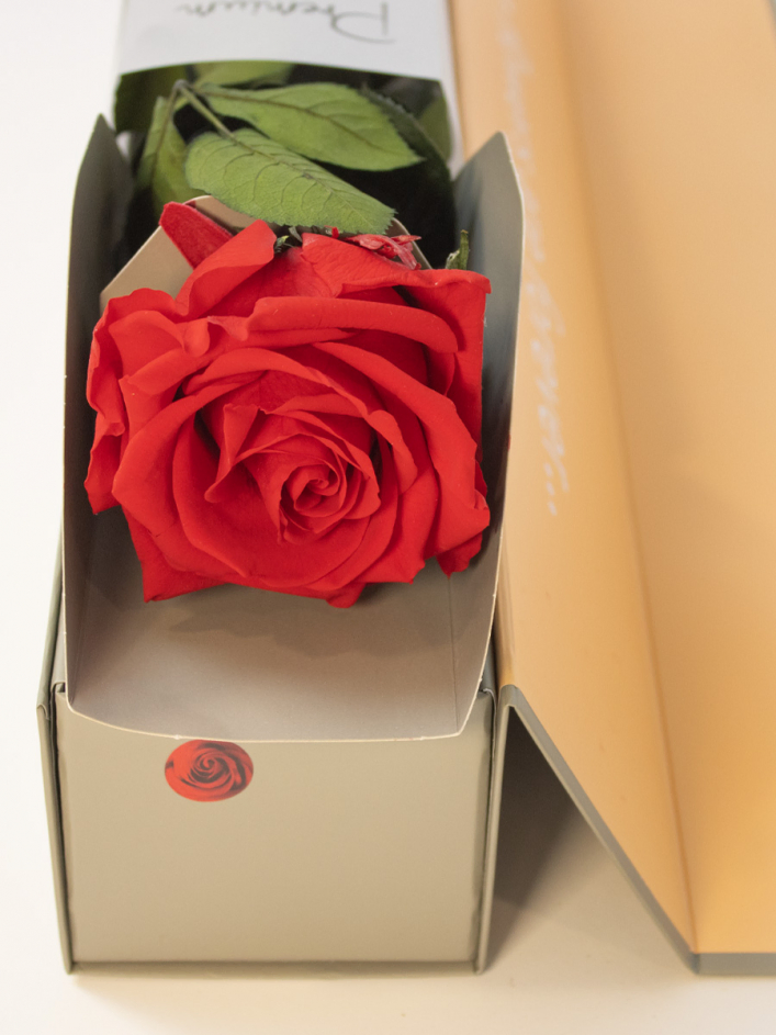 Red premium long life rose in giftbox | Preserved rose | Surprose
