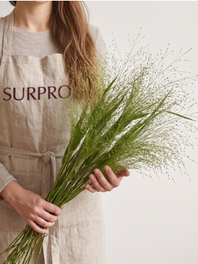 Add panicum