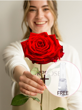Red rose with glass vase