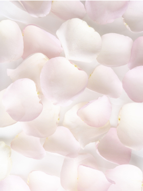 Soft pink rose petals