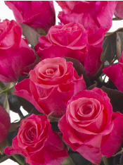 rose pinkのページです♪ 20 pink Tacazzi roses | Surprose.com