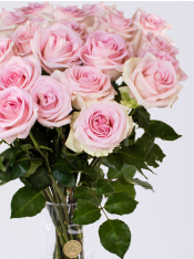 25 soft pink roses - Sweet Revival | Fresh roses | SURPROSE