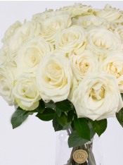 25 white roses - Snowstorm | Order fresh roses | SURPROSE
