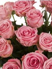♡Rose rose♡ Alpha Xi Delta - Pink Roses, 40cm – Flowers For Fundraising