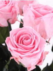 ♡Rose rose♡ Soft pink long life roses - Choose your number from 5 till 20