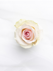 ♡Rose rose♡ SPN149，Retro Love 复古爱情， Florist Shrub Rose，Heat