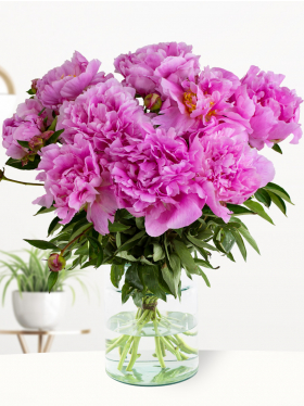 10 hard pink peonies