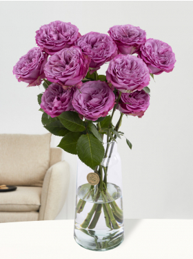 10 purple roses from Ecuador