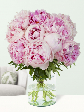 10 soft pink peonies