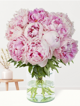 10 soft pink peonies