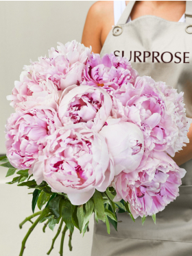 10 soft pink peonies