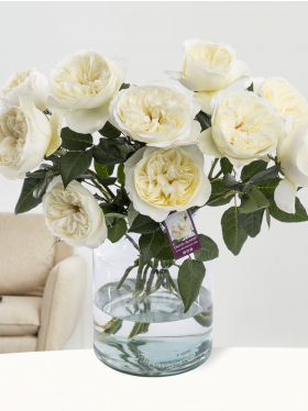 10 white roses - David Austin