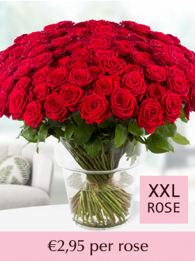 100 till 499 red roses - XXL roses - Red Naomi
