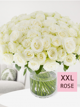 20 White Roses, Ivory Avalanche White Rose Bouquet