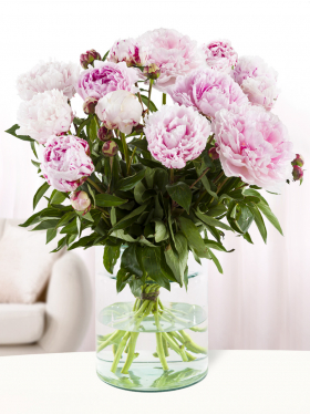 15 soft pink peonies