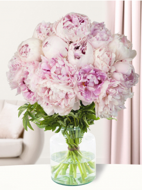 15 soft pink peonies