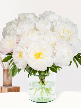 15 white-pink peonies - Gardenia