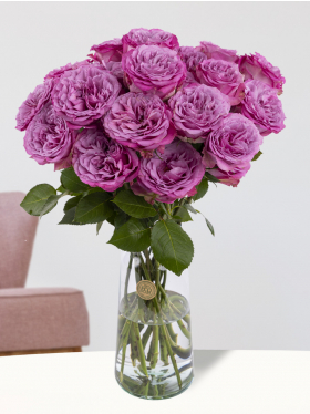 20 purple roses from Ecuador