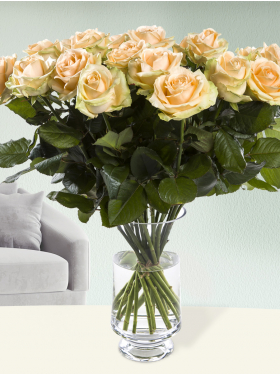 20 salmon-coloured roses - Avalanche Peach