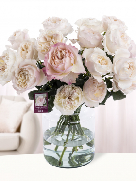 20 soft pink David Austin roses