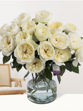 20 white David Austin roses