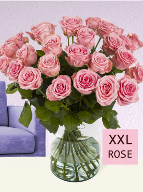 30 pink roses XXL - Sophia Loren