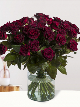 Deep red roses - Black Baccara