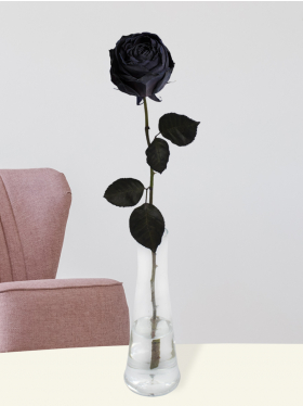 Black rose including vase