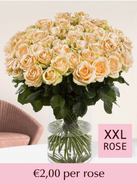 500 to 1001 salmon-coloured roses