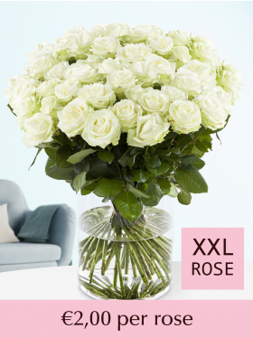 500 to 1001 white roses
