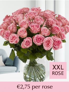 100 to 500 pink roses - Sophia Loren