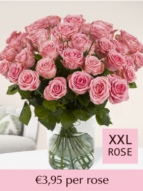 100 to 500 pink roses - Sophia Loren