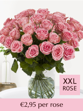 100 to 500 pink roses - Sophia Loren