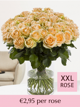 Choose your number salmon-coloured roses - 100 till 499