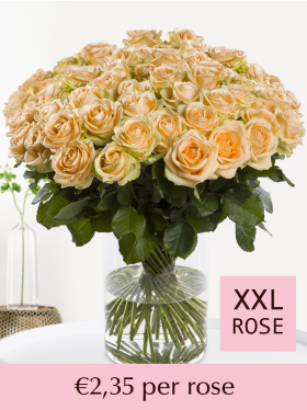 Choose your number salmon-coloured roses - 100 till 499