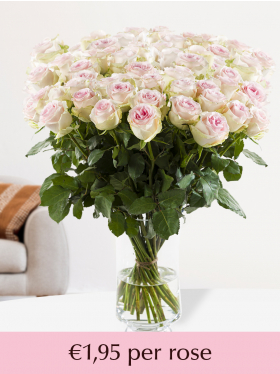 100 to 499 soft pink roses