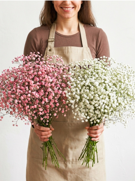 Gypsophila