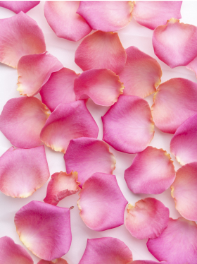 Pink rose petals