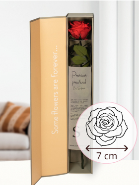 Red premium long life rose in giftbox