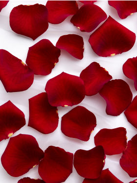 Red rose petals