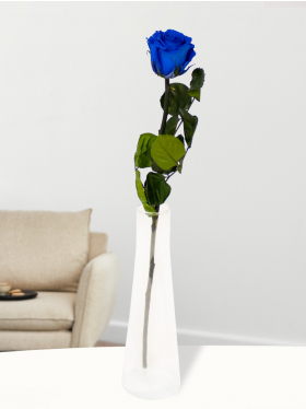 Single blue long life rose, including glass vase