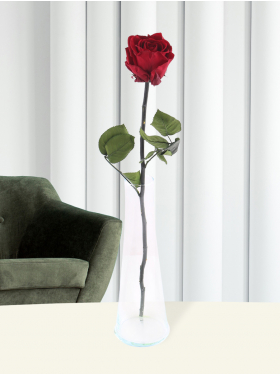 Single burgundy red long life rose including vase